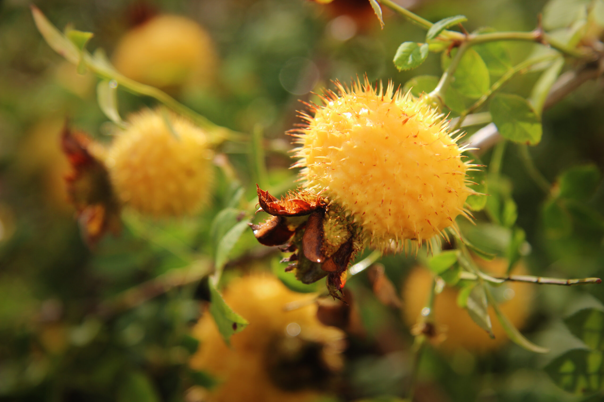 53f12b53075cc4249b7a4e581e73c1dfe37b11f96c1925-nITcRU