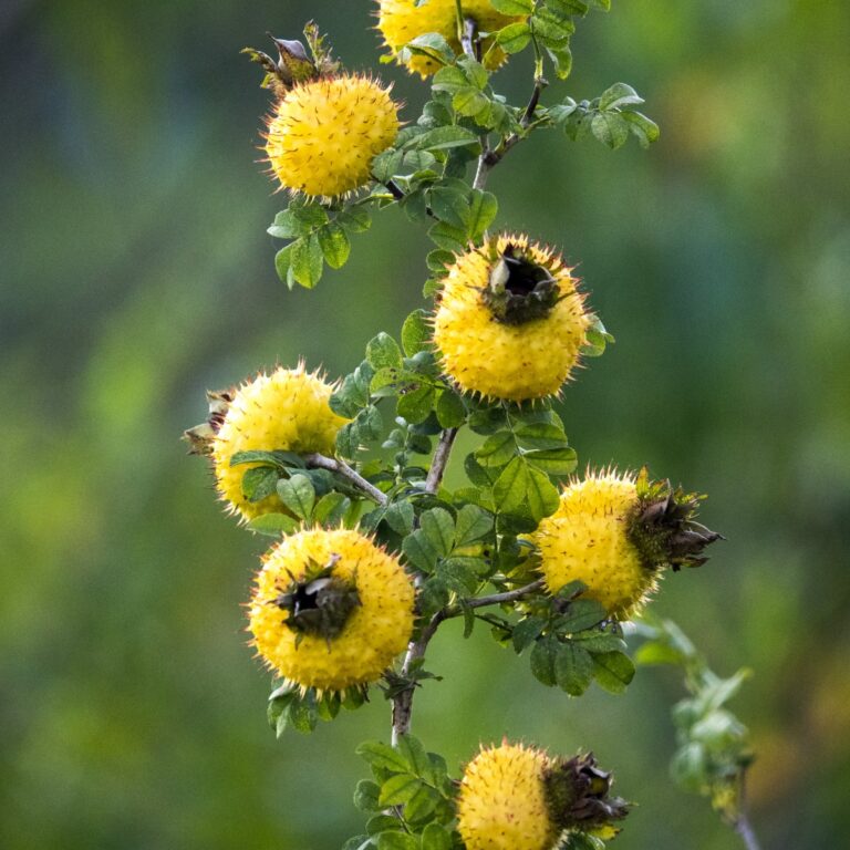 实时监控农户田间地里的氮磷钾、土壤PH值、土壤电导率、环境大气等信息。联动水肥一体化水管网系统进行自动洒水、优质种植建议、异常报警等。